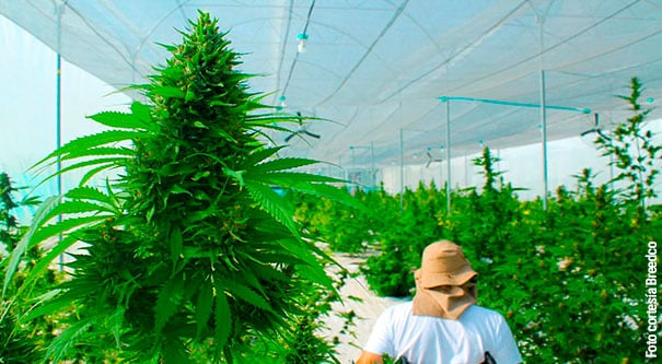 Valle del Cauca exportará cannabis medicinal de la mano de inversión extranjera